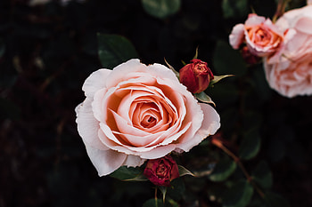 Flowers, Roses, Petals, Buds HD wallpaper