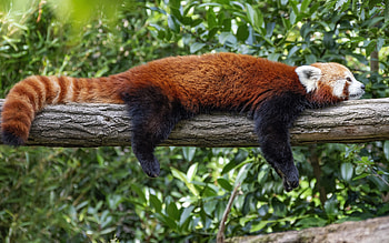 Red panda, cute animals, pandas, red panda on a branch, Himalayas, China HD wallpaper
