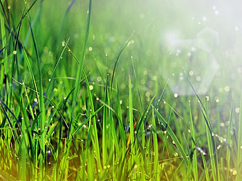Plants, Grass HD wallpaper