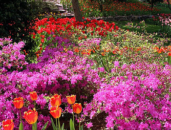 Tulips Azaleas, tulips, azaleas HD wallpaper