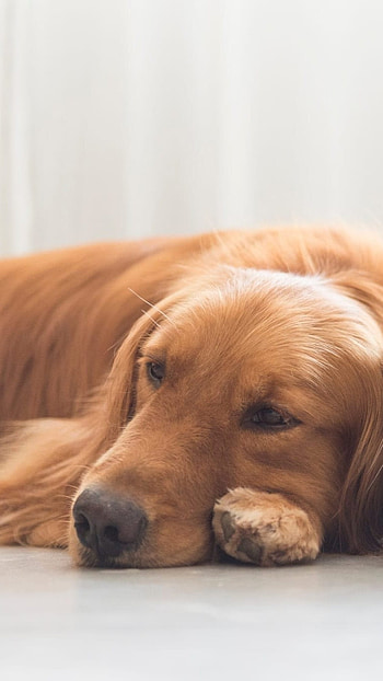 Cat And Dog, Pets, Dog, Cat HD phone wallpaper