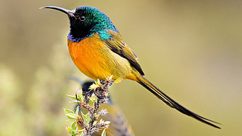 Orange-breasted sunbird, Birds HD wallpaper