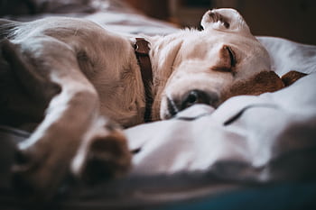 Adorable close-up of a dog sleeping peacefully on a bed with soft focus. HD wallpaper