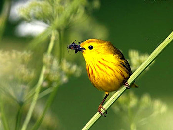 Yellow Bird, cute, bird, , yellow HD wallpaper