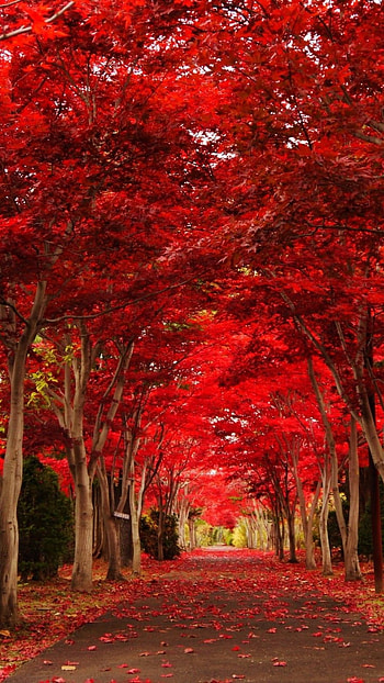 Red Colour, Red Colour Forest, Red Forest HD phone wallpaper