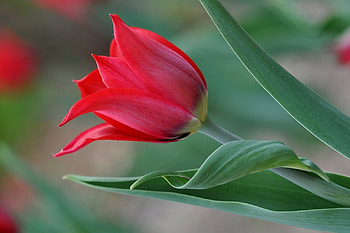 BEAUTIFUL TULIP, FLOWER, TULIP, BEAUTIFUL, PINK HD wallpaper