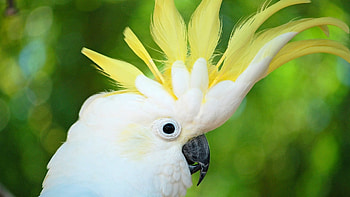 Feathered beauty, Cockatoo in flight, Vibrant plumage HD wallpaper