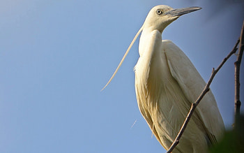 Animals, Nature, Sky, Heron, Bird, Color HD wallpaper