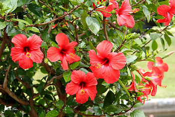 Flowers, Leaves, Bush, Branches, Chinese Rose HD wallpaper