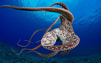 Octopus, Animal, Underwater HD wallpaper