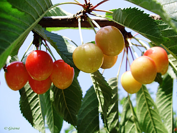 Plants, Fruits, Sweet Cherry HD wallpaper