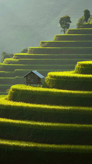 Rice terraces, Nature's masterpiece HD phone wallpaper