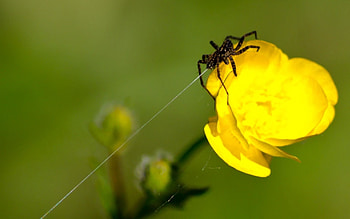 Web, Flower, Macro, Spider HD wallpaper