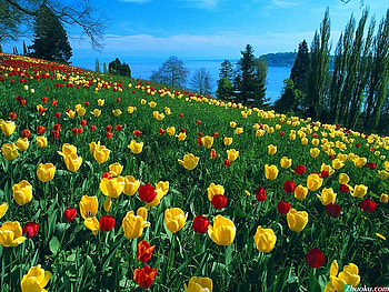 Tulip hill, gtrrn, flowers, grass, Tulip, hill HD wallpaper