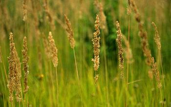 Nature, Gold, Greens, Field, Ears, Golden, Spikes HD wallpaper