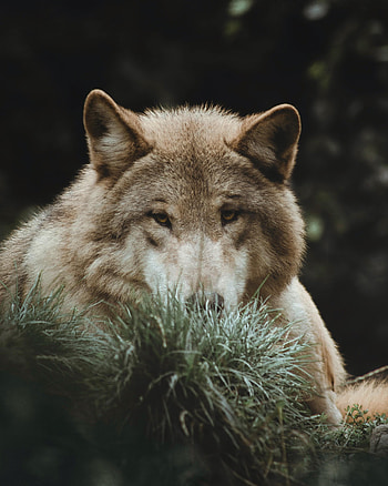 Animals, Grass, Predator, Wolf, Animal HD phone wallpaper