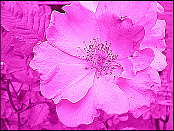 Blushing Beauty, rose, pink, rosy, flower, garden, nature, dream HD wallpaper
