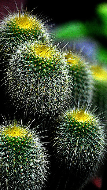 heaven, Cactus delight, screen art, beauty HD phone wallpaper