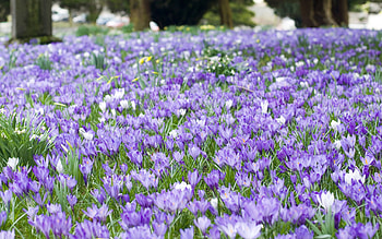 Nature, Flowers, Leaves, Petals HD wallpaper