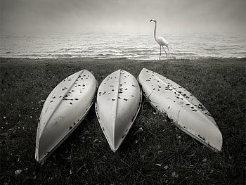 WALK, sea, flamingo, abstract, graphy, boats, bw HD wallpaper