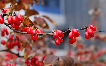 Dogwood Berries, berries, plant, tree, dogwood HD wallpaper