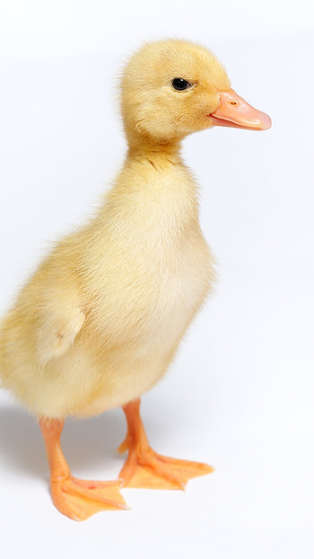 Duck, Baby HD phone wallpaper