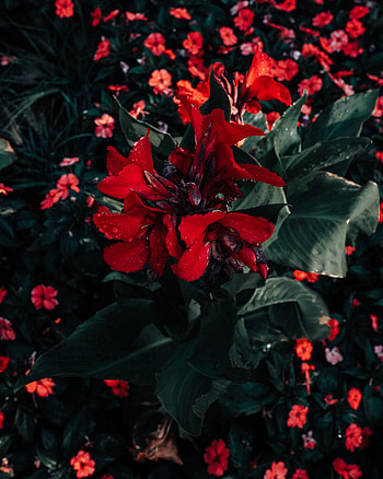 Flowers, Flower, Poinsettia, Euphorbia Is Most Beautiful, Milk Is Beautiful HD phone wallpaper