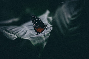 Macro, Blur, Smooth, Close-Up, Sheet, Leaf, Insect, Butterfly HD wallpaper