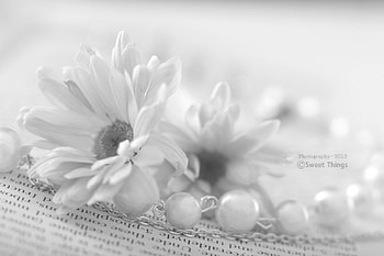 Flowers, soft, abstract, graphy HD wallpaper