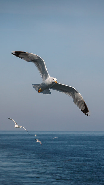 Animal, Seagull, Nature, Wildlife HD phone wallpaper