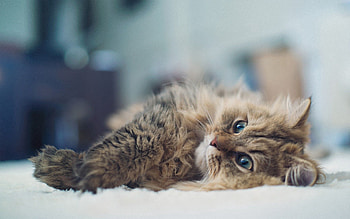Animals, Cat, Fluffy, To Lie Down, Lie HD wallpaper