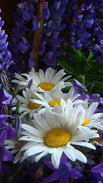 White Daisy, Flowers HD phone wallpaper