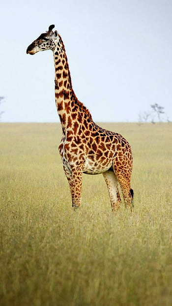 Giraffe, Towering presence, Nature's beauty, Graceful movements HD phone wallpaper