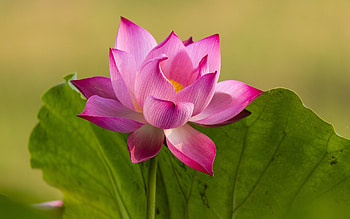 Lotus, leaf, nature, flower HD wallpaper