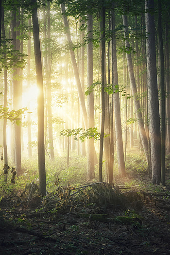 Nature, Trees, Sun, Beams, Rays, Forest, Branches HD phone wallpaper