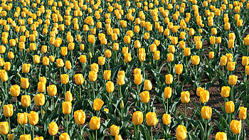 Plants, Flowers, Tulips HD wallpaper
