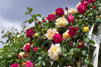 Flowers, Sky, Roses, Bloom, Flowering, Garden, Handsomely, It's Beautiful HD wallpaper