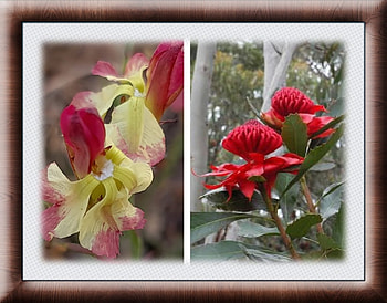 FLOWER COLLAGE, FLOWER, NATURE, COLLAGE HD wallpaper