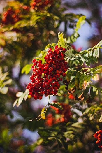 Nature, Berries, Ripe, Bunch, Rowan HD phone wallpaper
