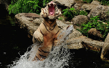 Animals, Water, Stones, Grin, Spray, Tiger, Bounce, Jump HD wallpaper