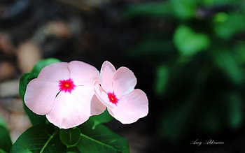 Austin Botanical Garden VIII., pastel, softness, graphy, , spring, summer, pink, abstract, petals, close-up, pink flower, nature, flowers, macro HD wallpaper