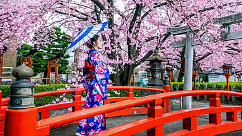 Sakura Blossoms, Japan, kimono, woman, park, bridge, trees, spring HD wallpaper