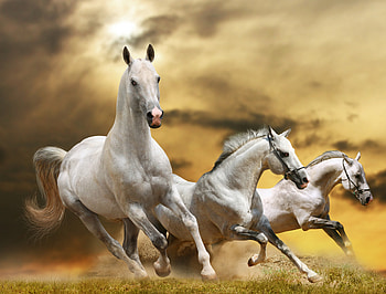 Animals, Grass, Sky, Horses, Dust, dom, Run, Running HD wallpaper