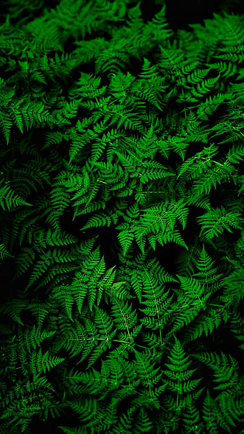 Nature, Leaves, Plant, Fern, Thick HD phone wallpaper