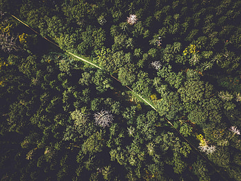 Nature, Trees, View From Above, Road, Forest HD wallpaper