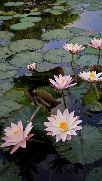 Water Lily, Pink, Flower HD phone wallpaper