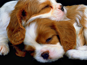 Sleepers, animal, dog, puppy, pet, sleep HD wallpaper
