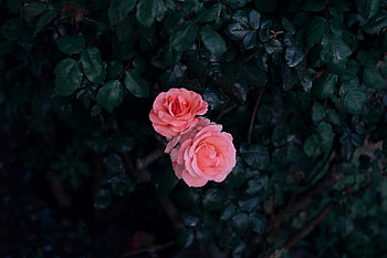 Flowers, Leaves, Pink, Bush, Rose Flower, Rose, Buds HD wallpaper