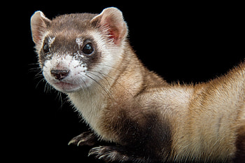 ferret, animal, cute, rodent HD wallpaper