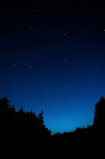 Trees, Night, Dark, Starry Sky, Outlines HD phone wallpaper